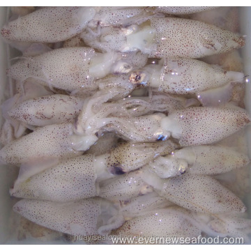 frozen liligo baby squid